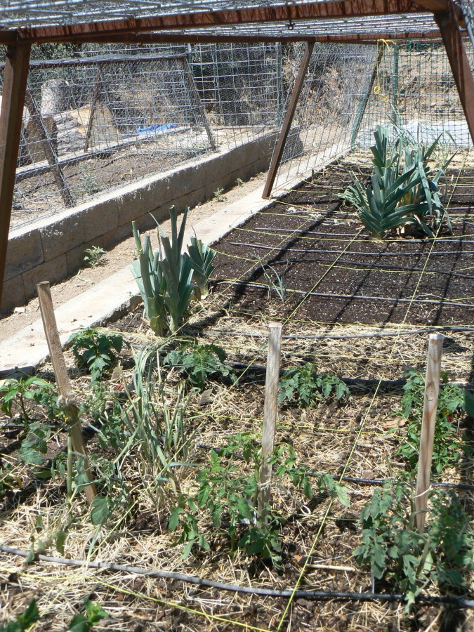 square foot garden