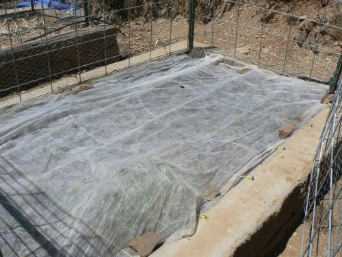 row cover on okra
