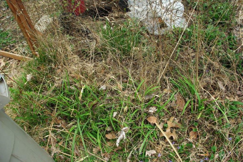 dilapidated garden