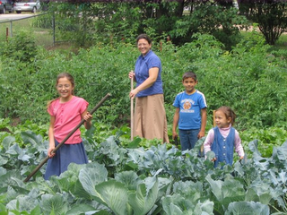 vegetable garden