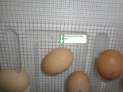 chick pipping his way out