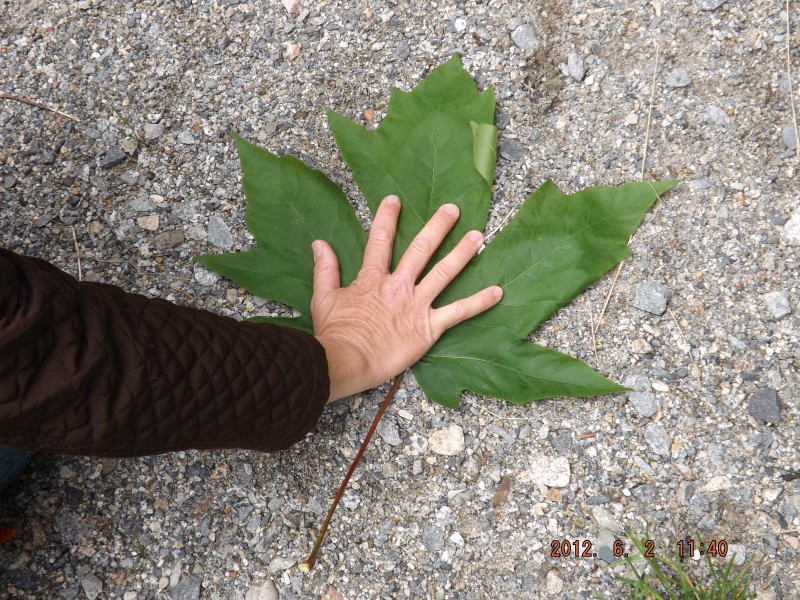large leaf from canada