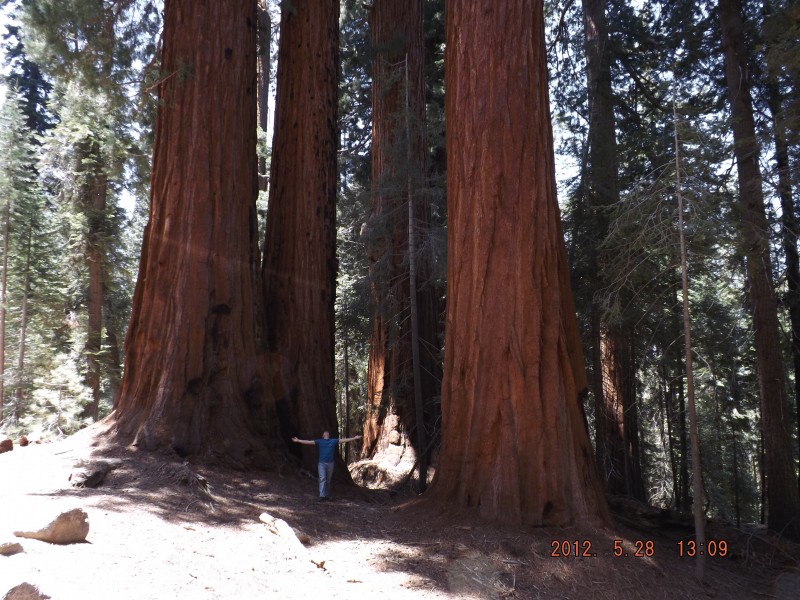 sequoia national park