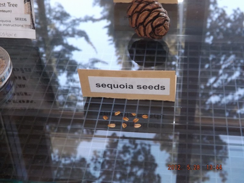 sequoia tree seeds