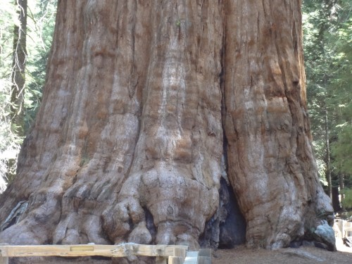 General Sherman Sequoia National Park