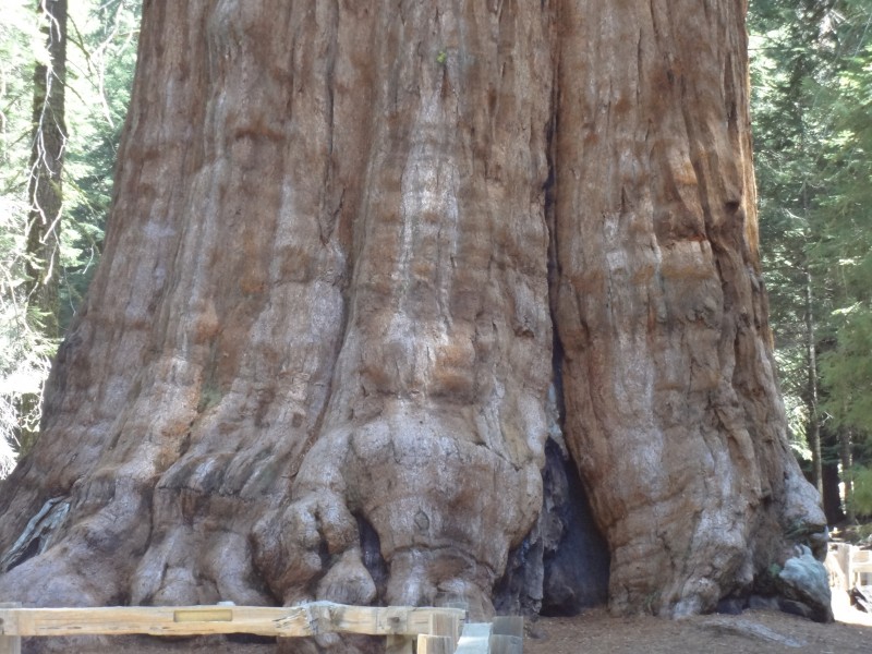 General Sherman Sequoia National Park