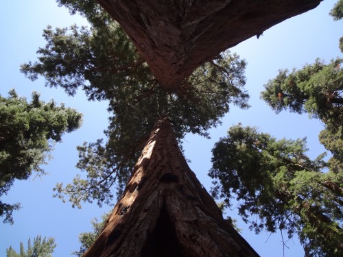 Sequoia National Park