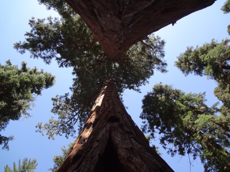Sequoia National Park