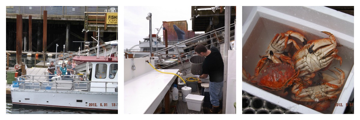 cooking crab newport, oregon