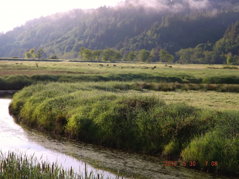 Reedsport, Oregon elk viewing station