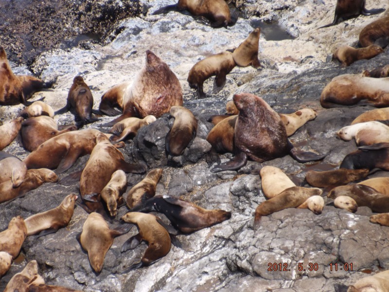 oregon sea lion caves