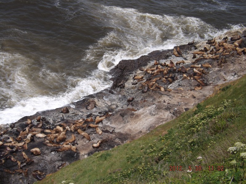 oregon sea lions cave