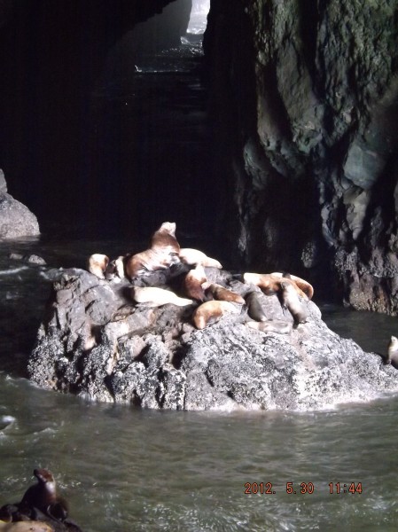 oregon sea lions cave