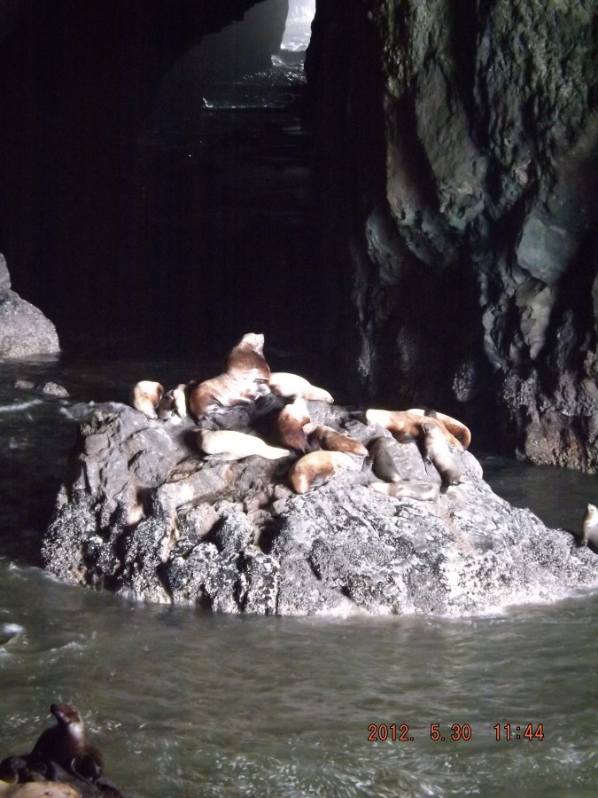 oregon sea lions cave