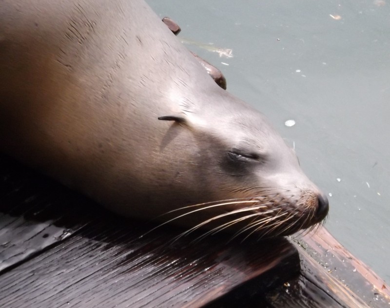 newport, oregon sea lion