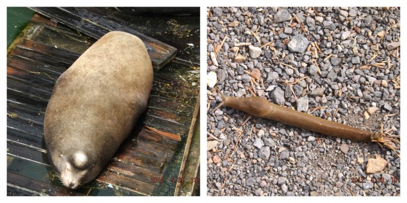 sea lion collage