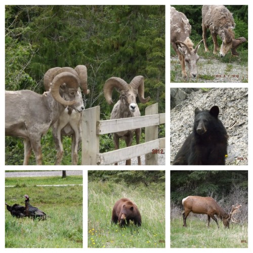 wildlife of canada