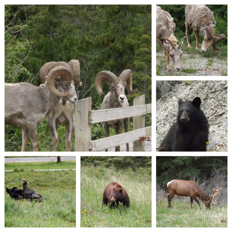 wildlife of canada