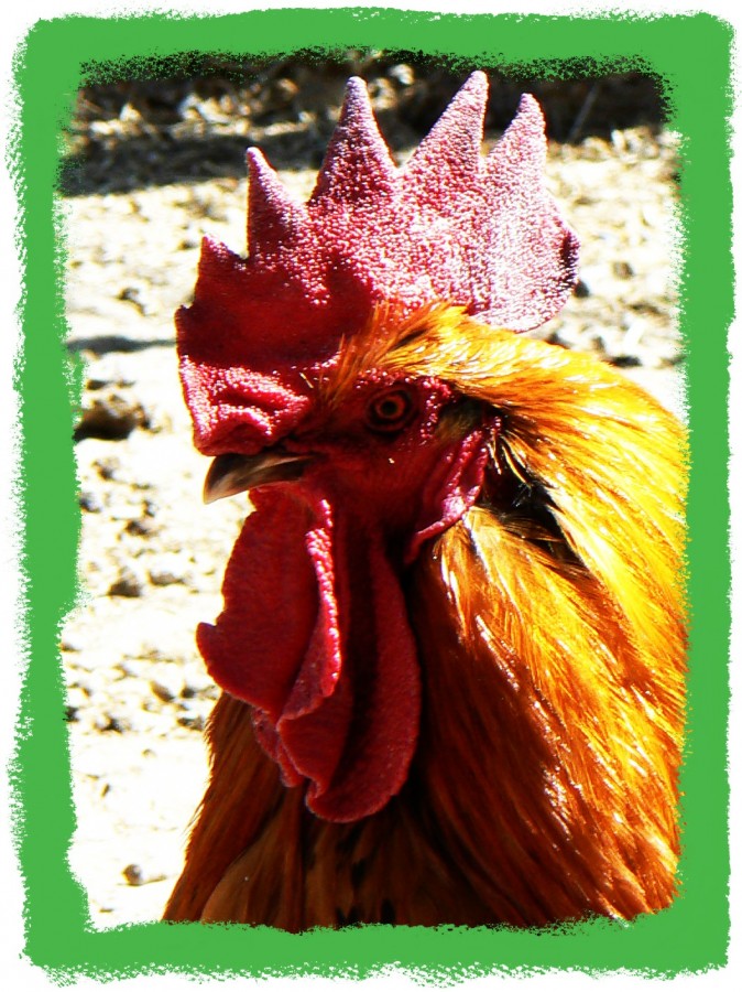 rooster