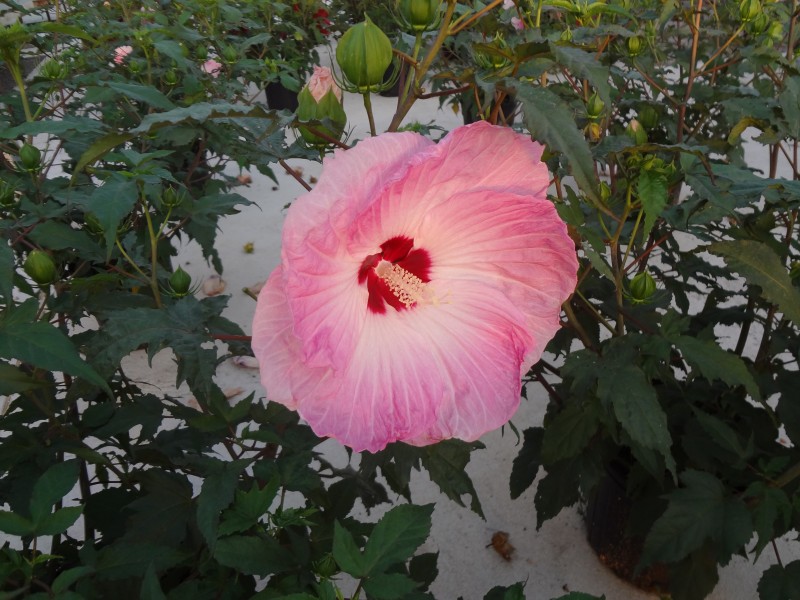 Amherst Greenhouse