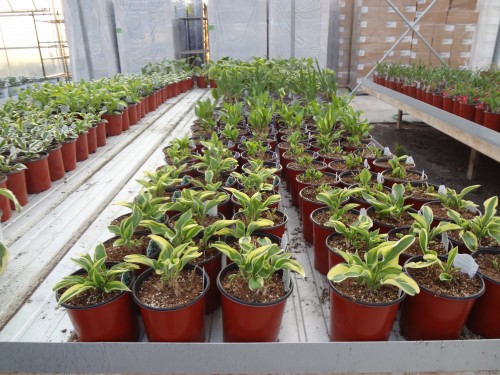 Amherst Greenhouse