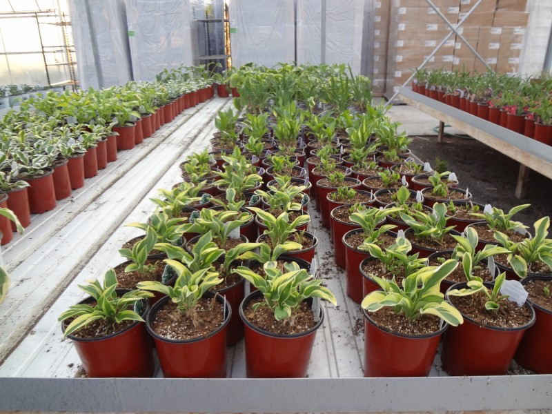 Amherst Greenhouse