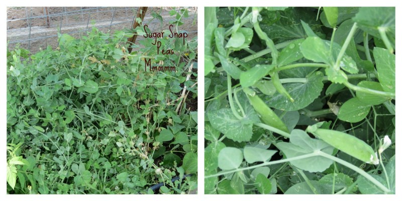 sugar snap peas