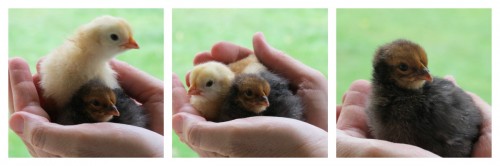 chicks