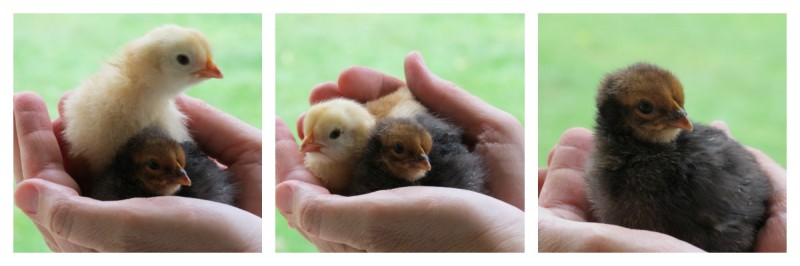 incubated chicks