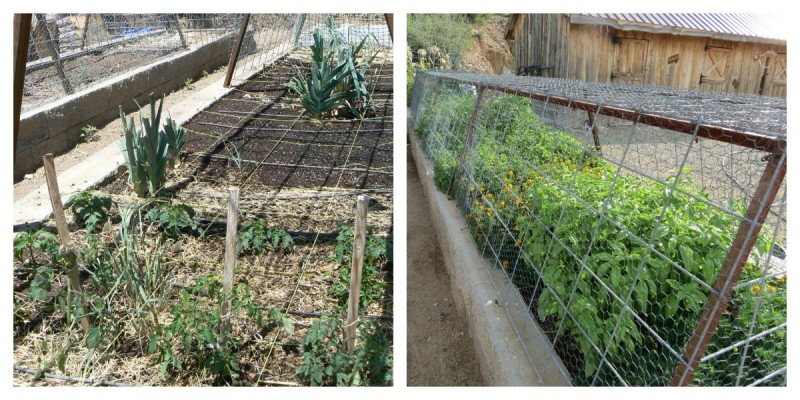 garden before and after