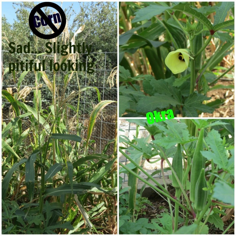 corn, okra