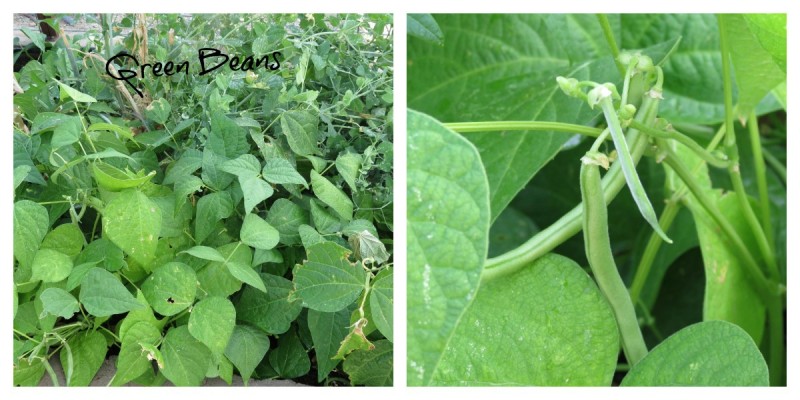 green bean plants