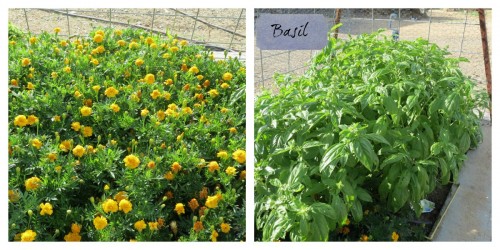 marigolds and basil