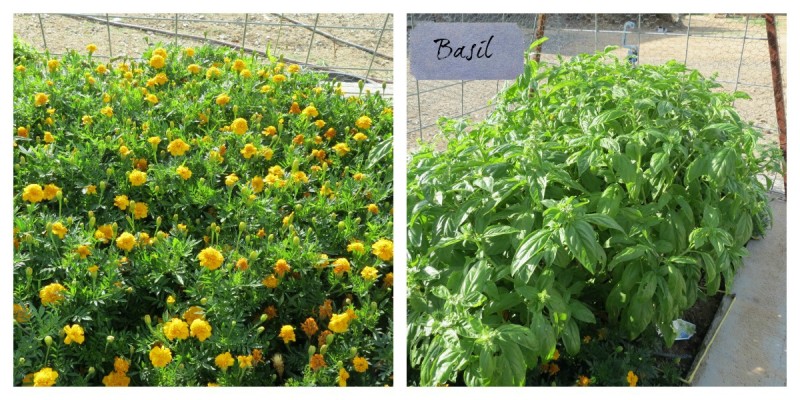 marigolds and basil