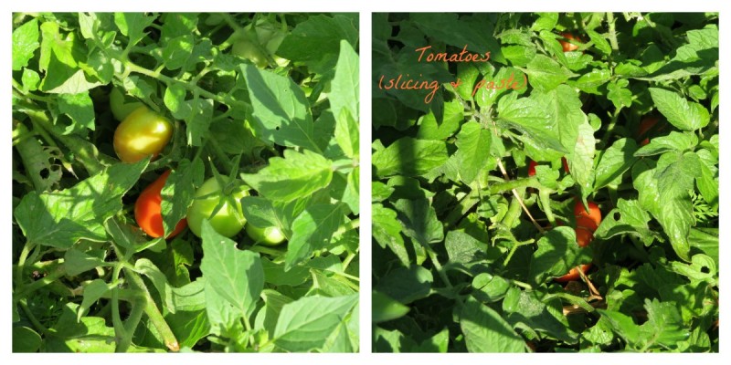 tomatoes