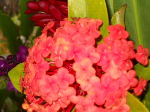 DSCN0528