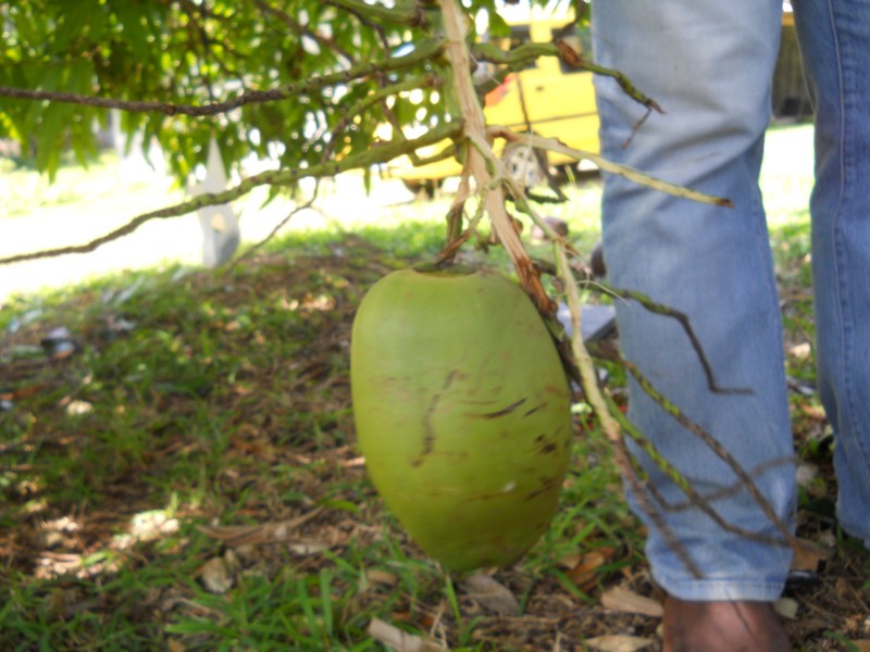 coconut tree