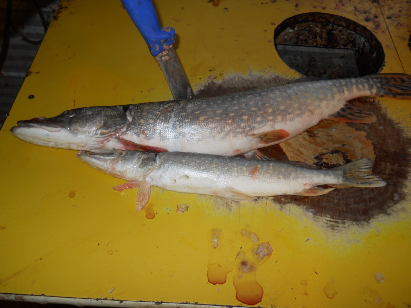 canadian pike