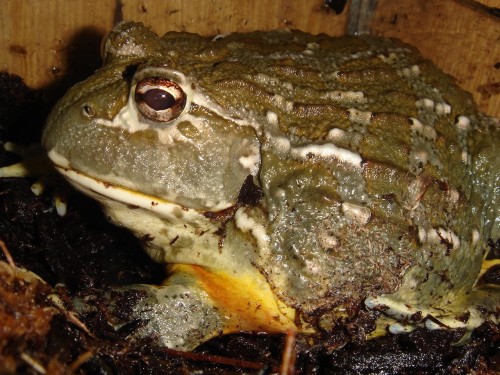 eat that frog