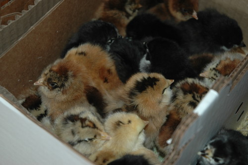 chicks