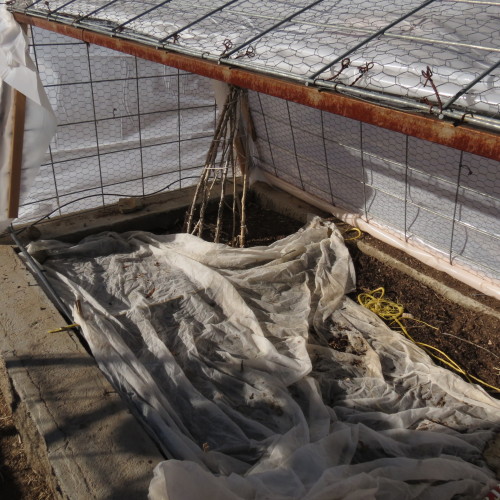 experimenting with planing a winter harvest