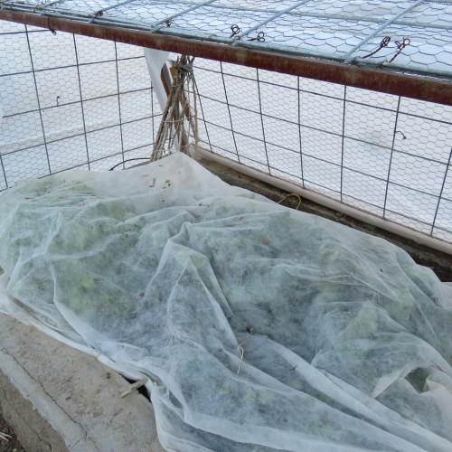 lettuce and spinace in the garden