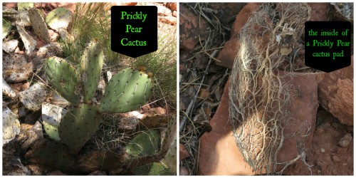 prickly pear cactus