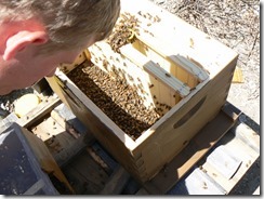 Zachary's 1st few days with his bees