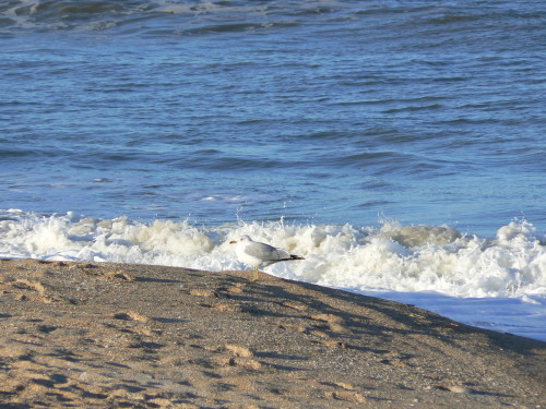 florida ocean