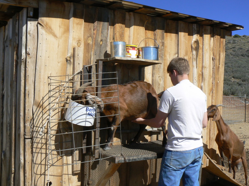 milking goats