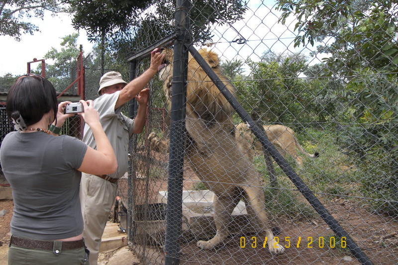 Big Boy, pet lion - Moholoholo where Brian Jones lives