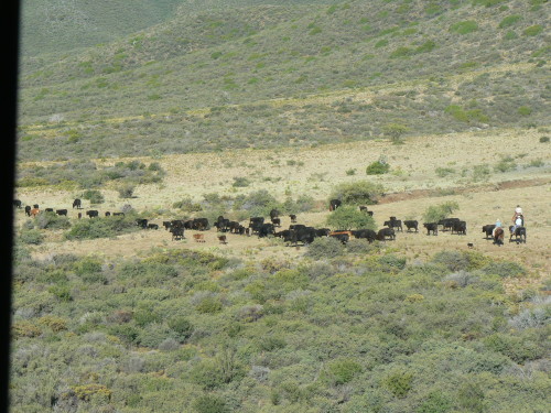 cowboys rounding cattle treasuring the moments.net