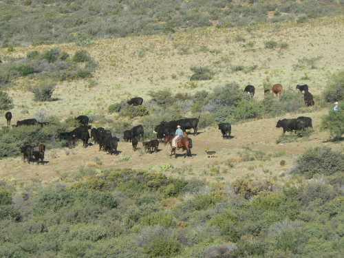 cowboys cattle round up treasuring the moments.net
