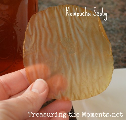treasuringthemoments.net make your own kombucha2